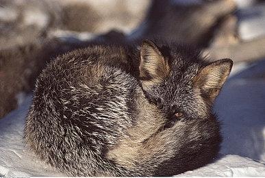 校园模拟恋爱游戏《李雷和韩梅梅：与你同在》 今日发售